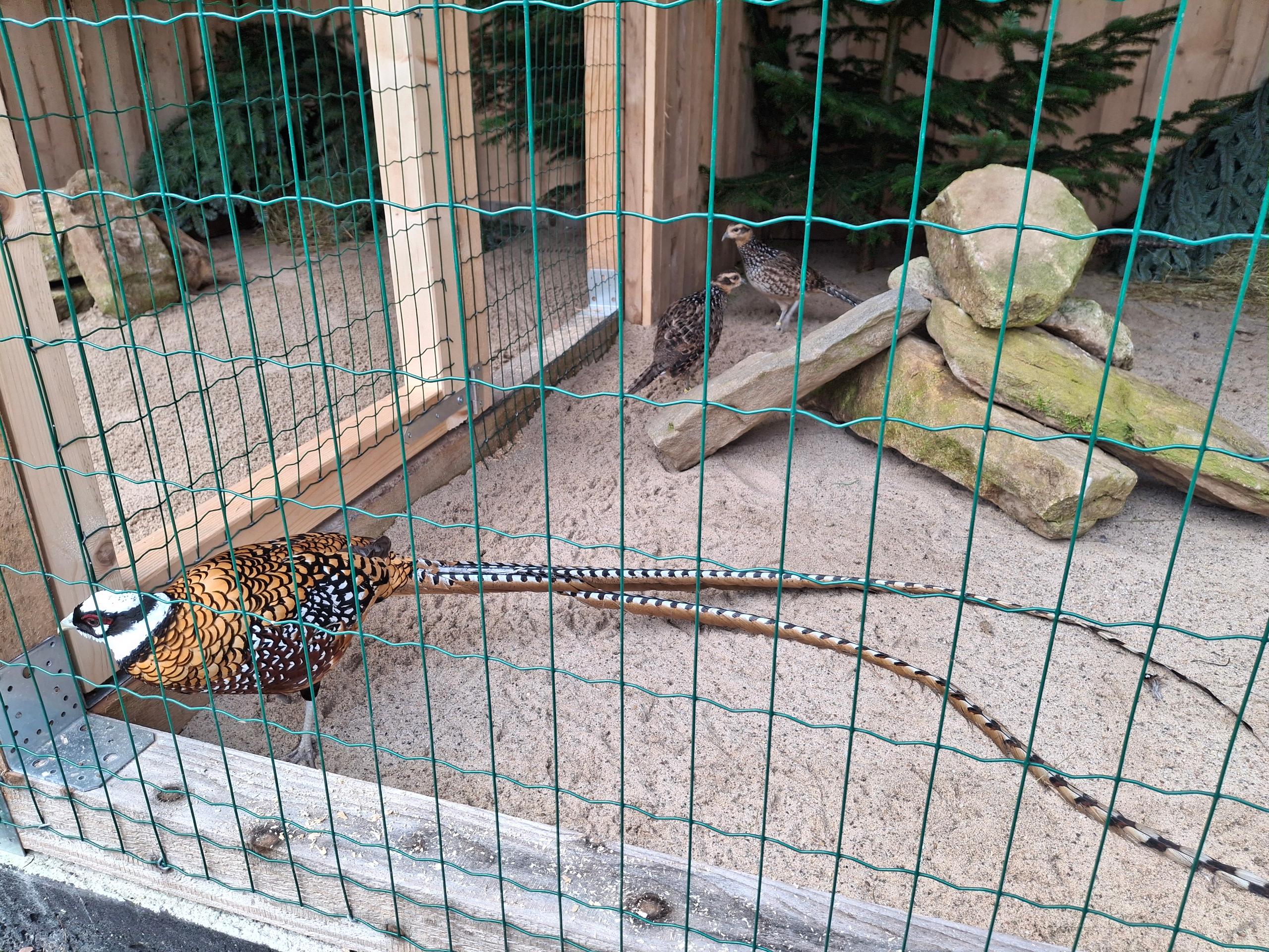 Ferienwohnung Goldfasan in Lam