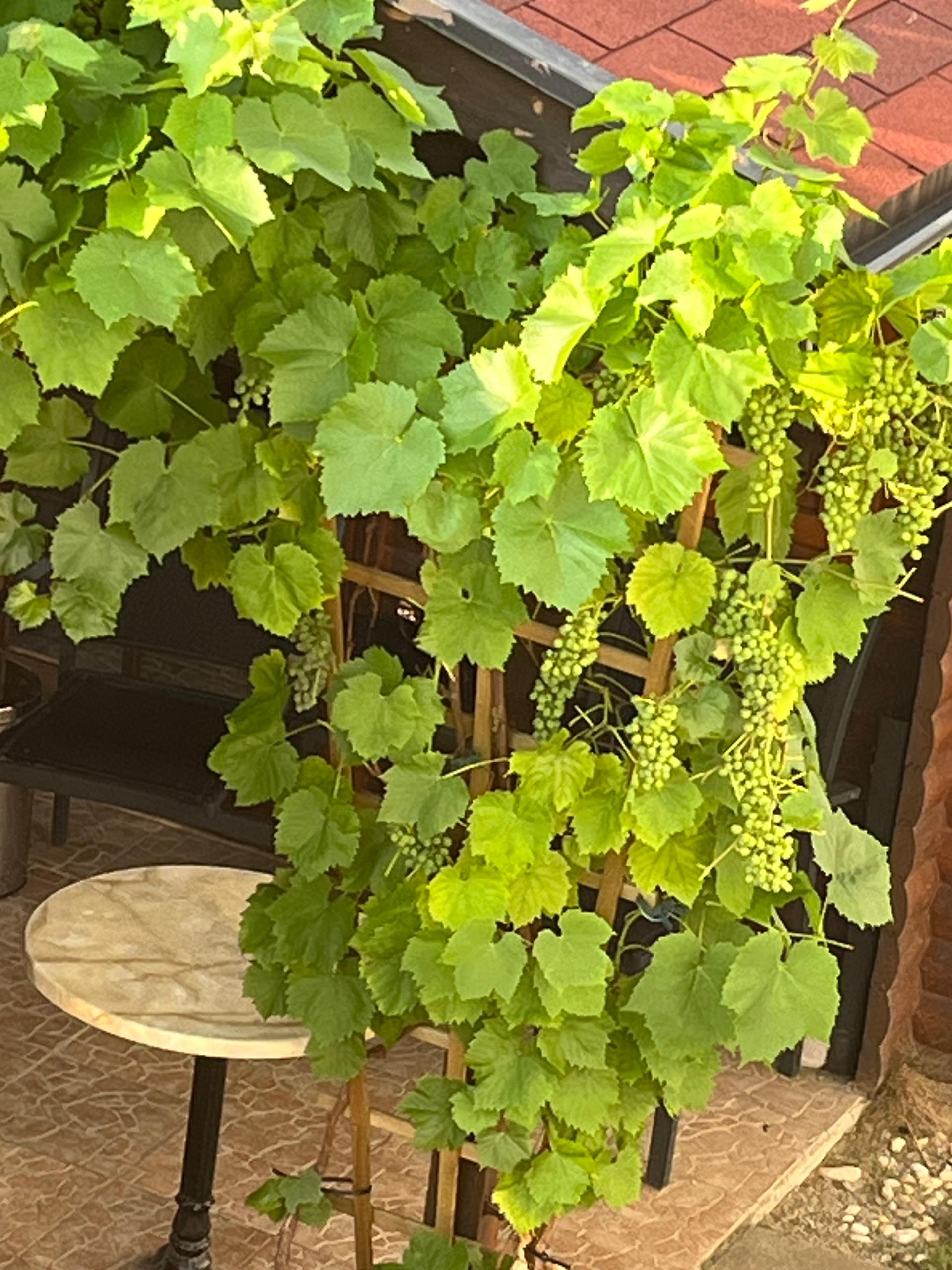 Landhaus Toni in Bodenmais