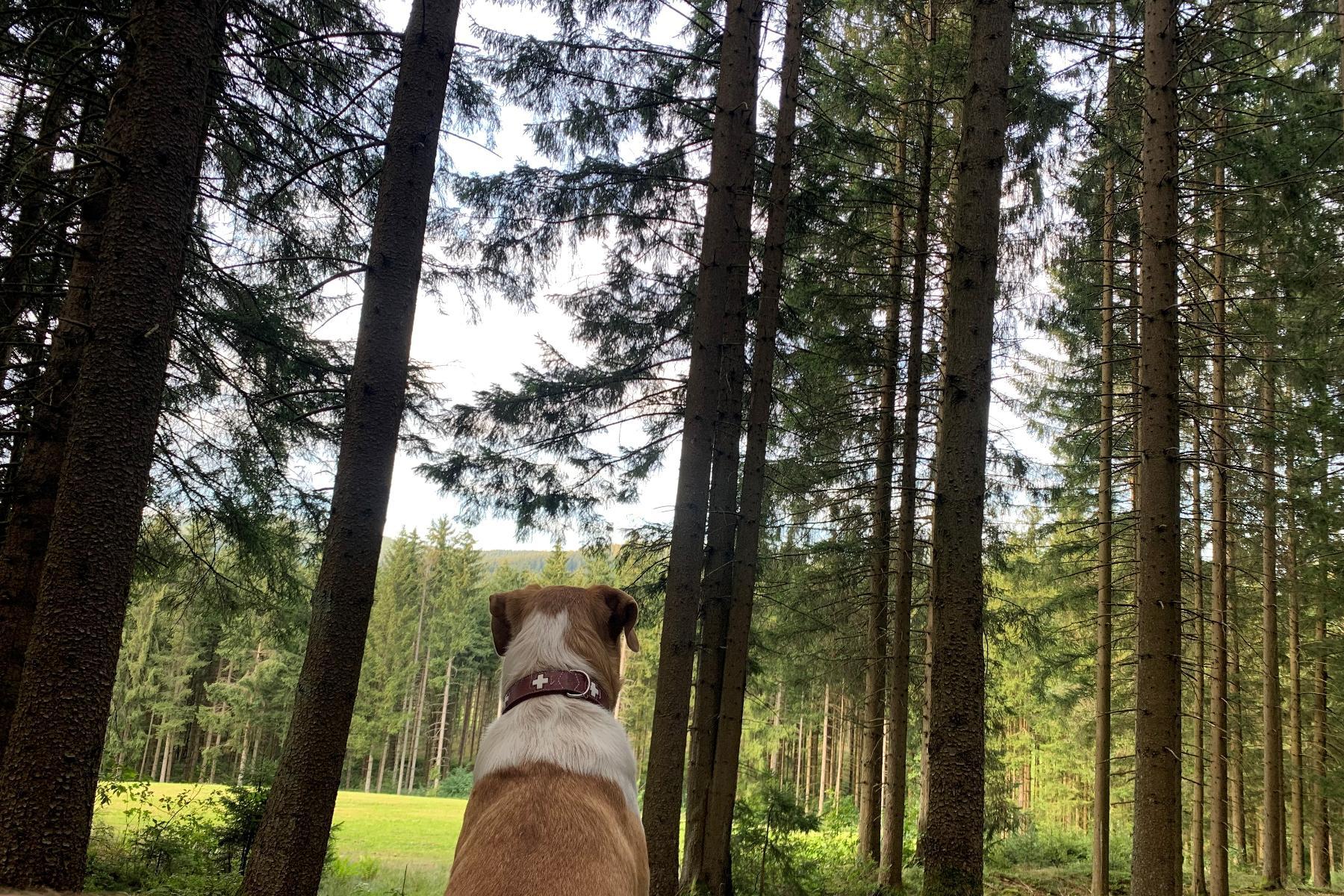 Erlebnisbauernhof Sternhof in Bodenmais