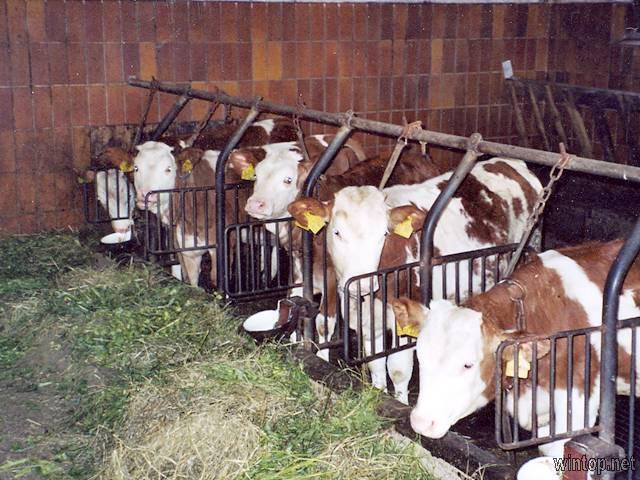 Brechenmacherhof in Rinchnach