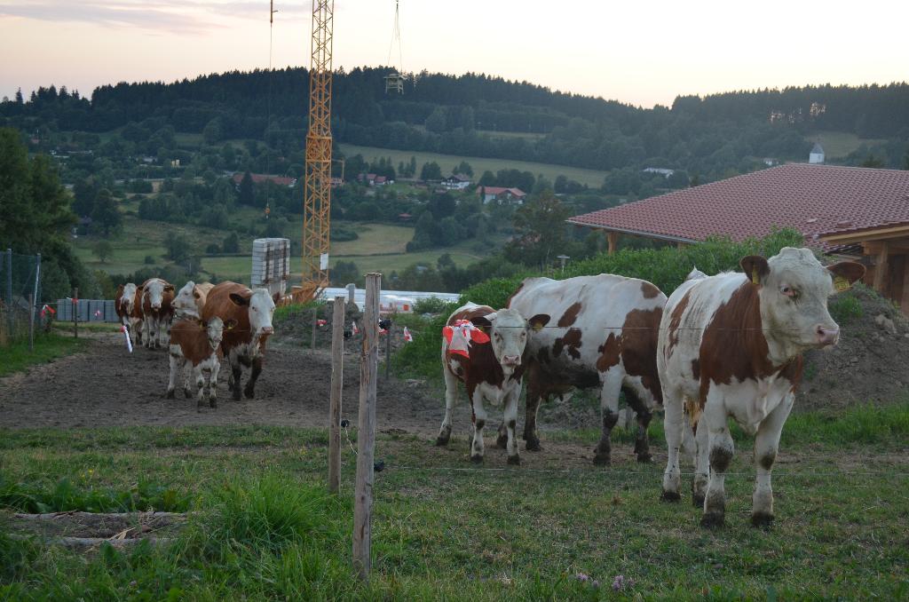 Bio-, Naturland- und Erlebnisbauernhof Beim Angerbauer in Sankt Englmar
