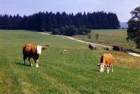 Ferienwohnungen Meinstorfer Hof in Sankt Englmar