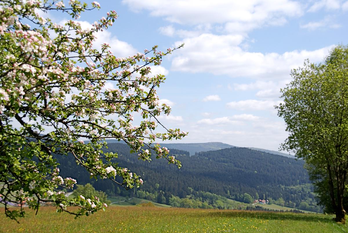 Privatpension Bergschütz in Sankt Englmar