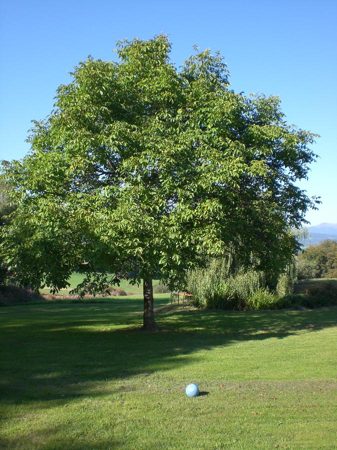 Gasthof zum Sonnenwald in Schöfweg