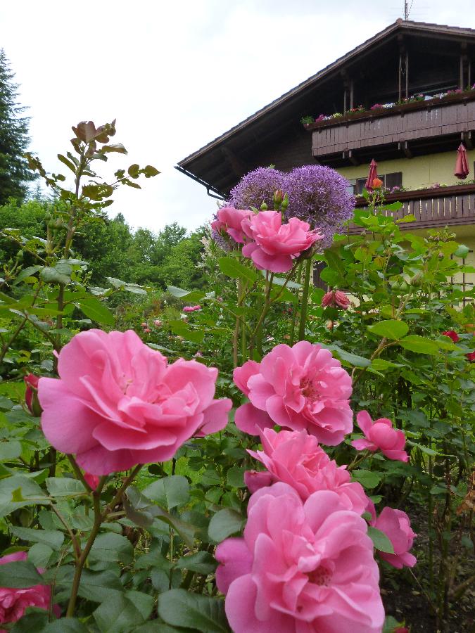 Sternenblick  in Drachselsried
