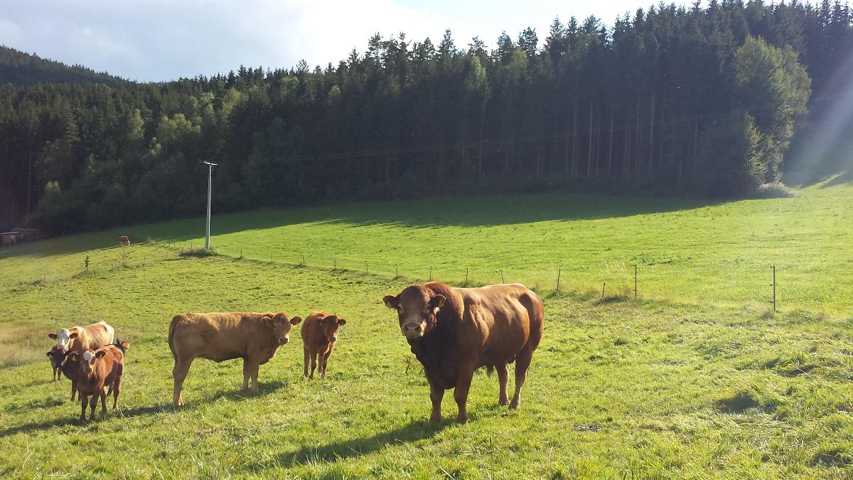 Bauernhof Danzer Klaus FW in Arnbruck