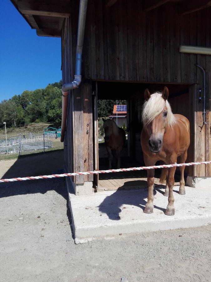 Ferienwohnung Dichtl in Grafenau