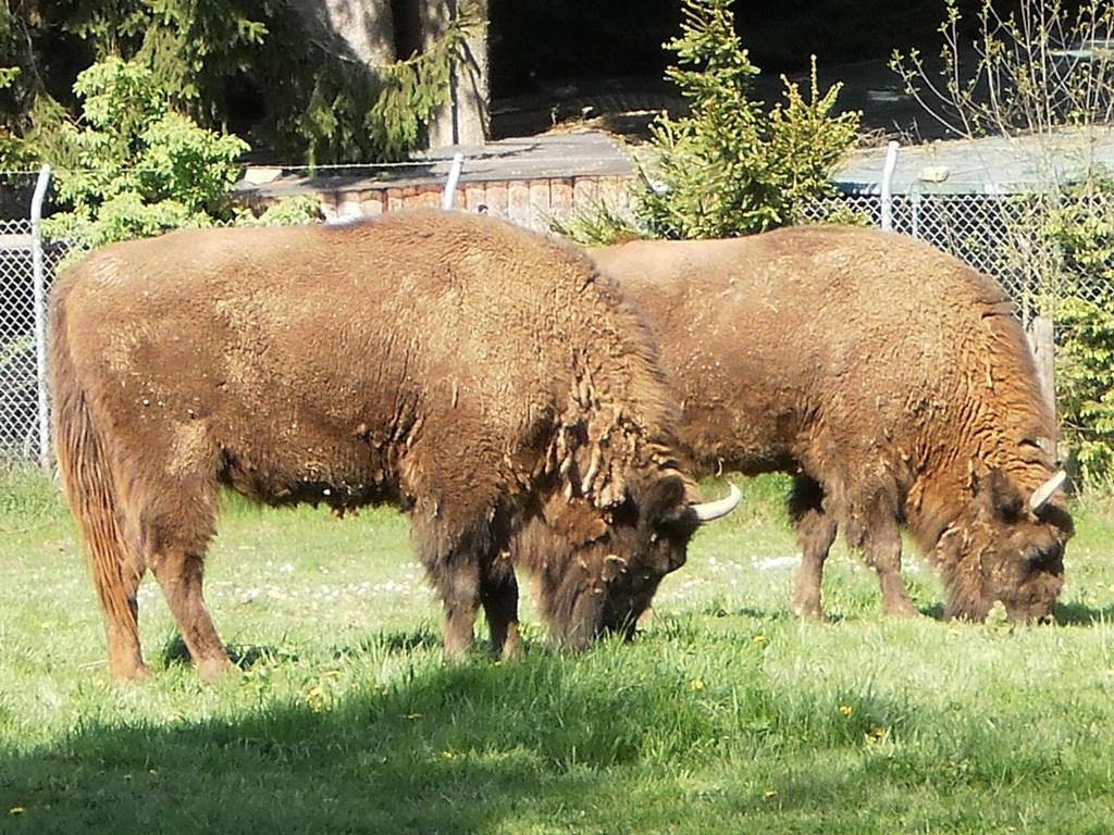 Gästehaus Moser in Lohberg