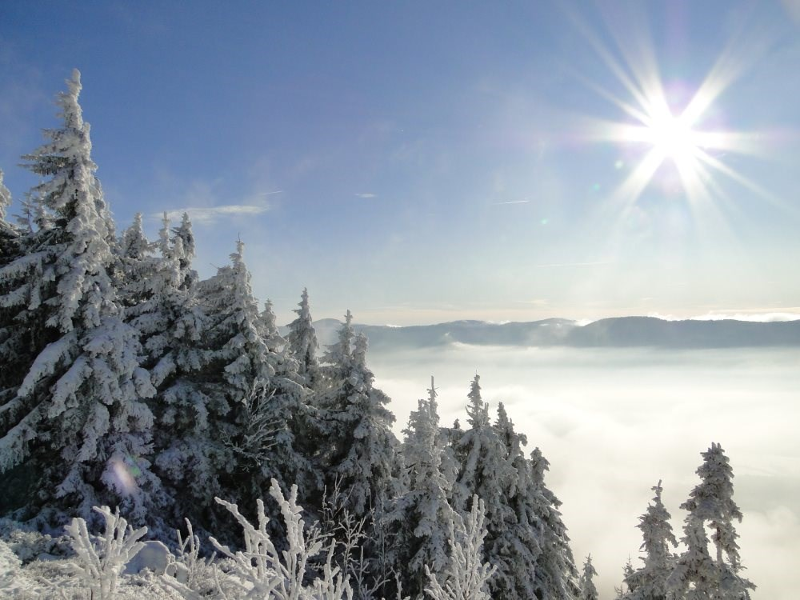 Gästehaus Moser in Lohberg