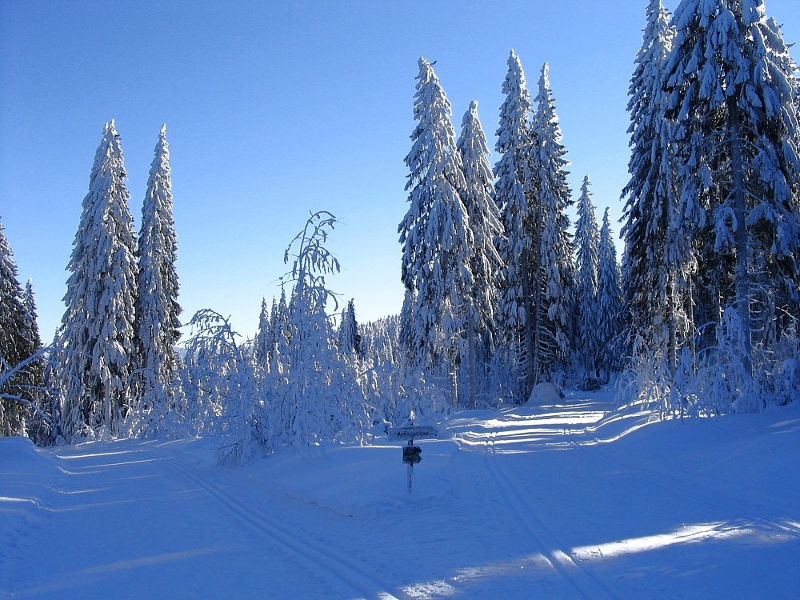 Gästehaus Moser in Lohberg