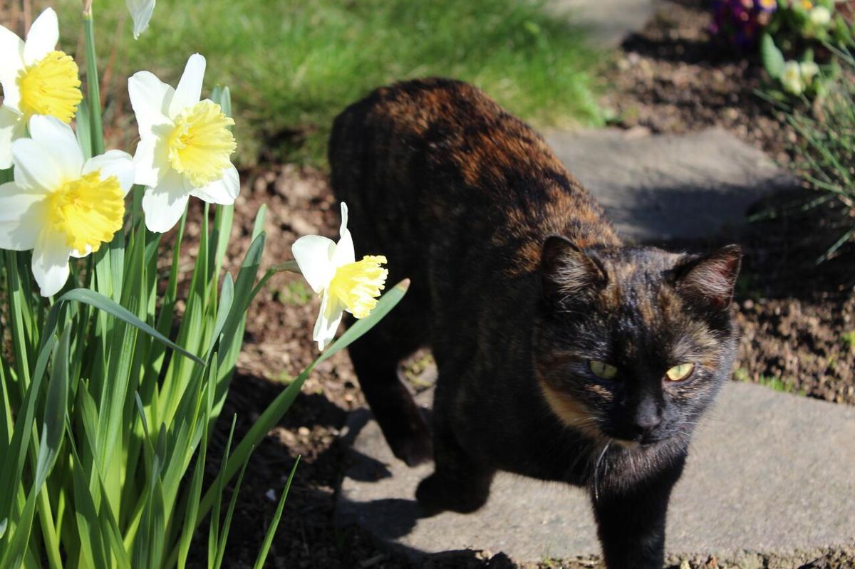 Strickerhof Göttl  in Neureichenau
