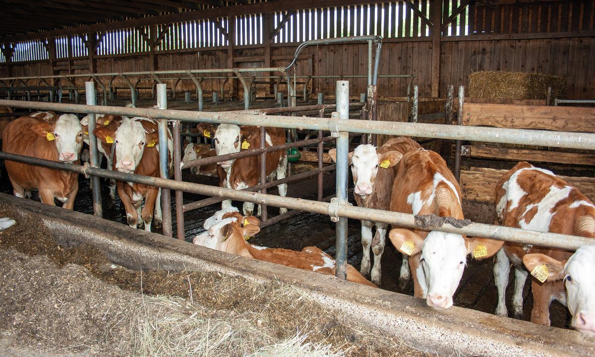 Ferienwohnung Dichtl in Grafenau