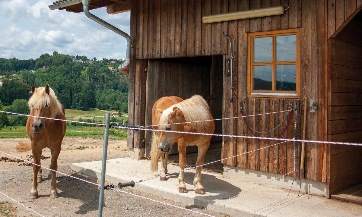 Ferienwohnung Dichtl in Grafenau