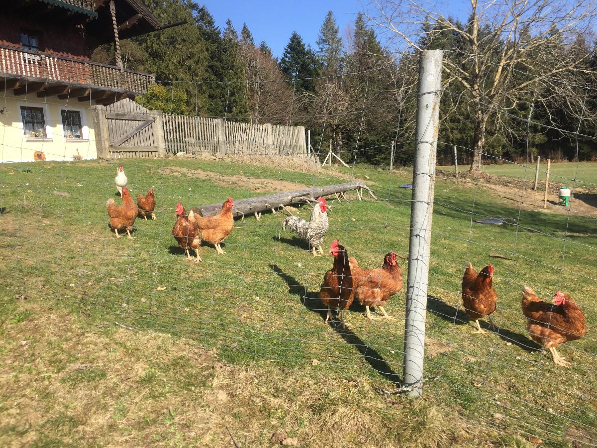 Feriengut  Zum Fürst´n in Eppenschlag