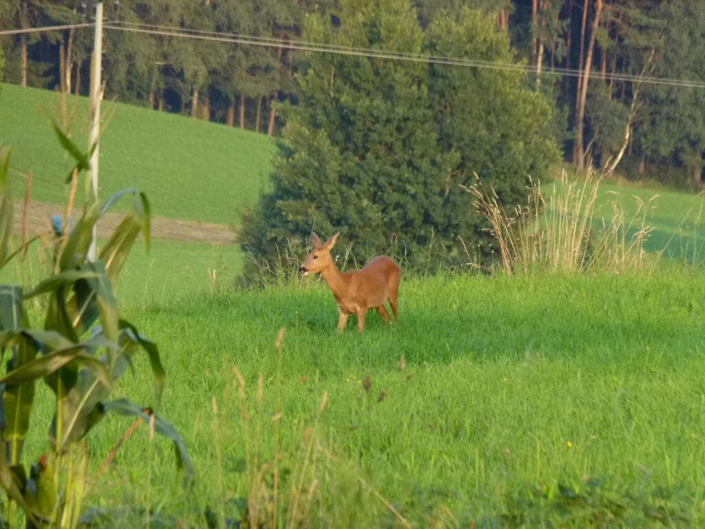 Ferienwohnung Rank in Blaibach