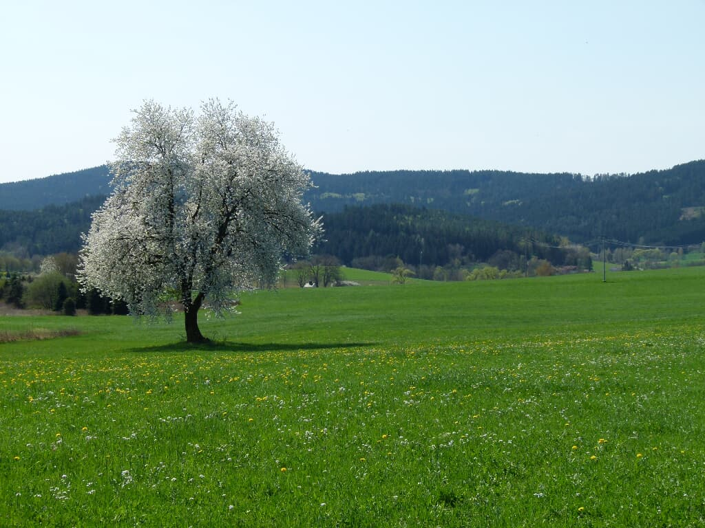 Ferienwohnung Rank in Blaibach