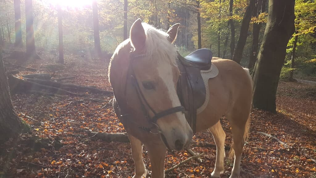 Ferienwohnung auf d. Bablsäge in Waldmünchen