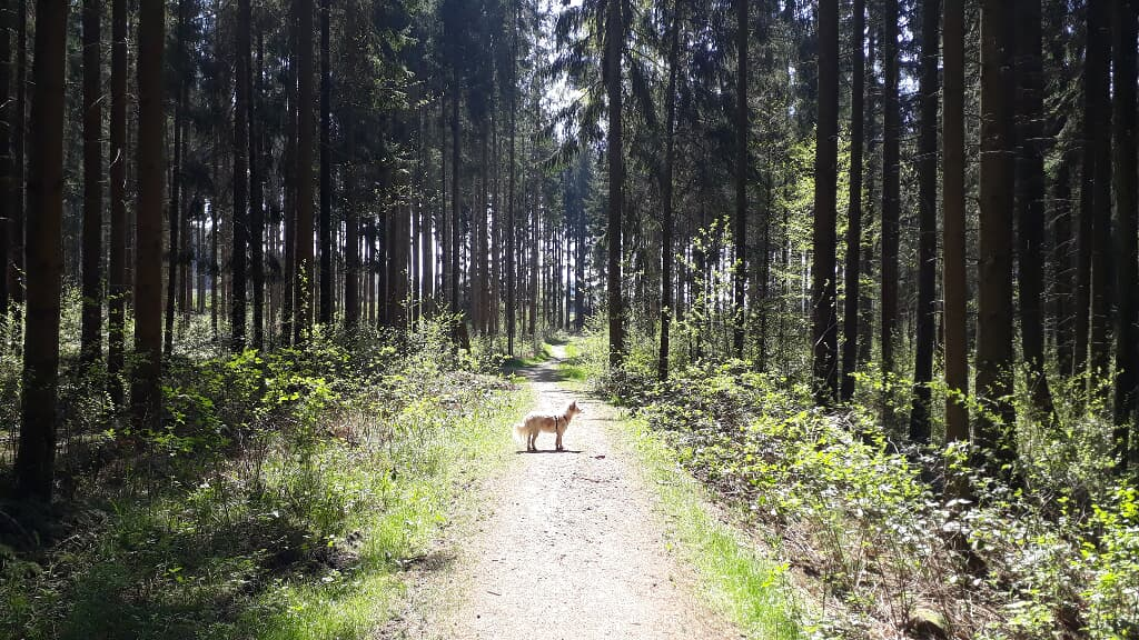 Allerheiligenkapelle Waldmünchen in Waldmünchen