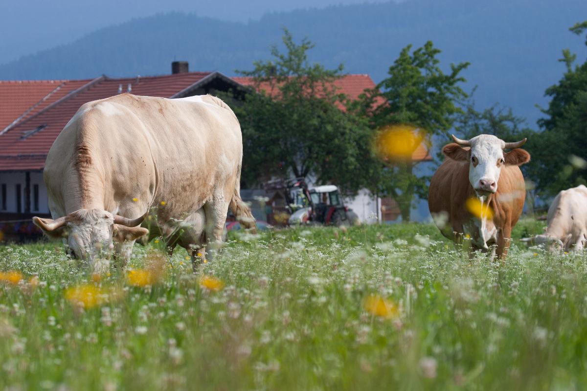 Gutsgasthof Frath  in Drachselsried