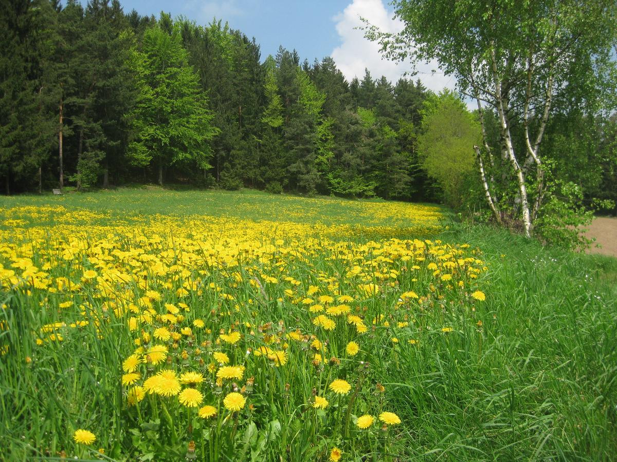 Ferienwohnung - Am Goldsteig **** in Falkenstein