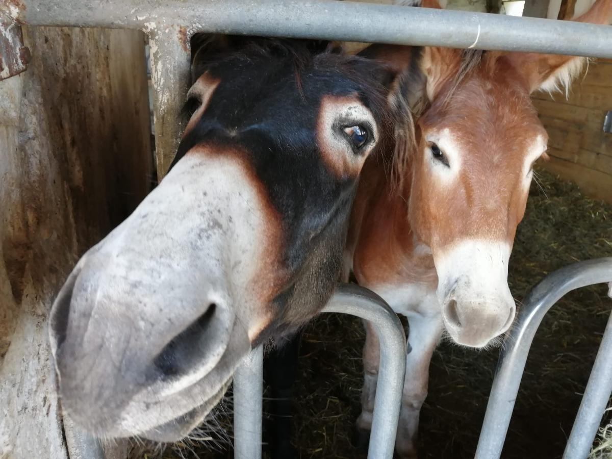 Beim Bergler in Neureichenau