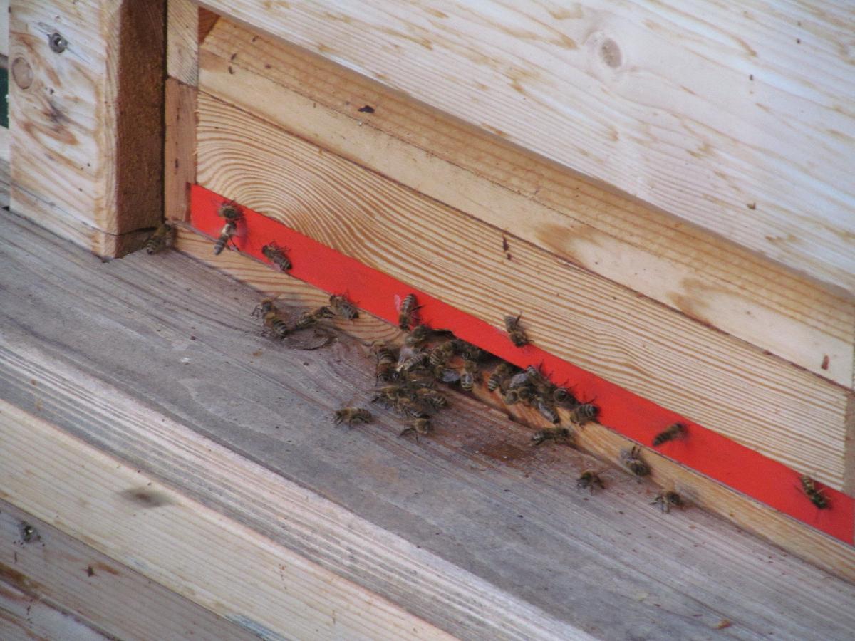 Ferienwohnung Rettenberger in Rinchnach