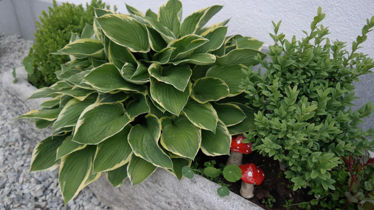 Ferienwohnung Miedl in Hauzenberg