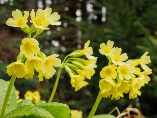 Birkenhaus 96 in Regen