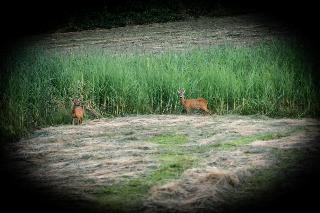 Ferienwohnungen Bauer – Auszeit mit Ausblick in Zenting