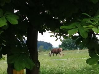 Waldheimat in Miltach