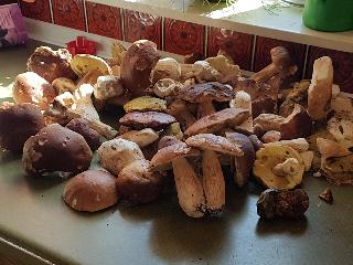 Ferienappartements mit Herz in Bischofsmais