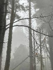 Arberflimmern in Bodenmais