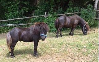 Ponyhof Killinger  in Zwiesel