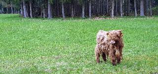 Feriengut  Zum Fürst´n in Eppenschlag