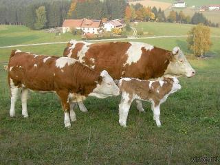 Beim Bergler in Neureichenau