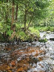 Woidwogn in Mauth