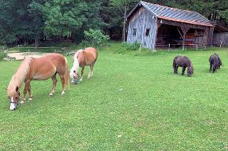 Ponyhof Killinger  in Zwiesel