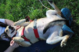 Pension Sonnleitn - Ihr Urlaub mit Hund  in Zwiesel