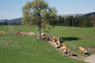 Bio-Ferienhof Höfler in Untergriesbach