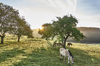 Bio-Ferienhof Höfler in Untergriesbach