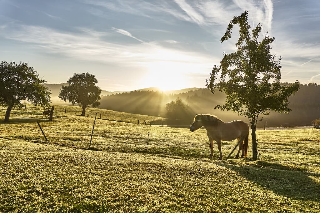 Bio-Ferienhof Höfler in Untergriesbach