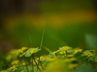 FeWo KeDo in Neukirchen vorm Wald
