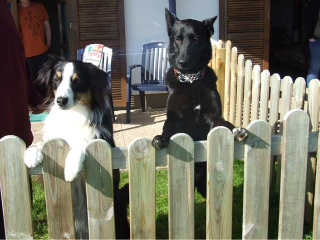 Pension Sonnleitn - Ihr Urlaub mit Hund  in Zwiesel