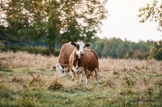 Ferienwohnungen Leithenwald in Zwiesel