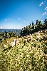 Ferienwohnungen Leithenwald in Zwiesel