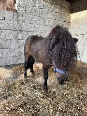 Ferienhof Schauer in Drachselsried