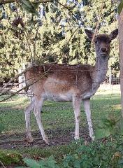 Ferienwohnung Goldfasan in Lam