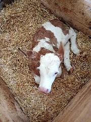 Simeth Regina in Neukirchen beim Heiligen Blut