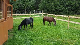 Ferienbauernhof Mehlbach in Kollnburg