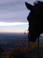 Reiterhof Mühlbauer in Grattersdorf